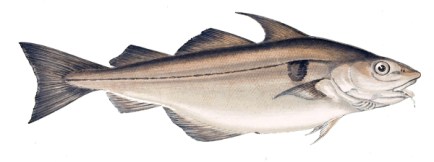 Haddock-2