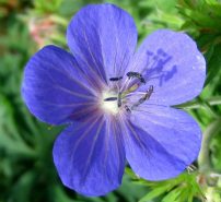 weedy-geranium