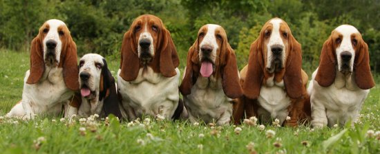 bassethoundsf1