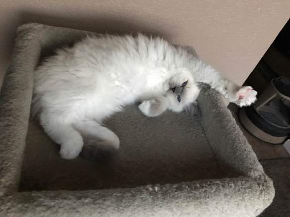 16265693_1634622899898094_7090846207717264256_n