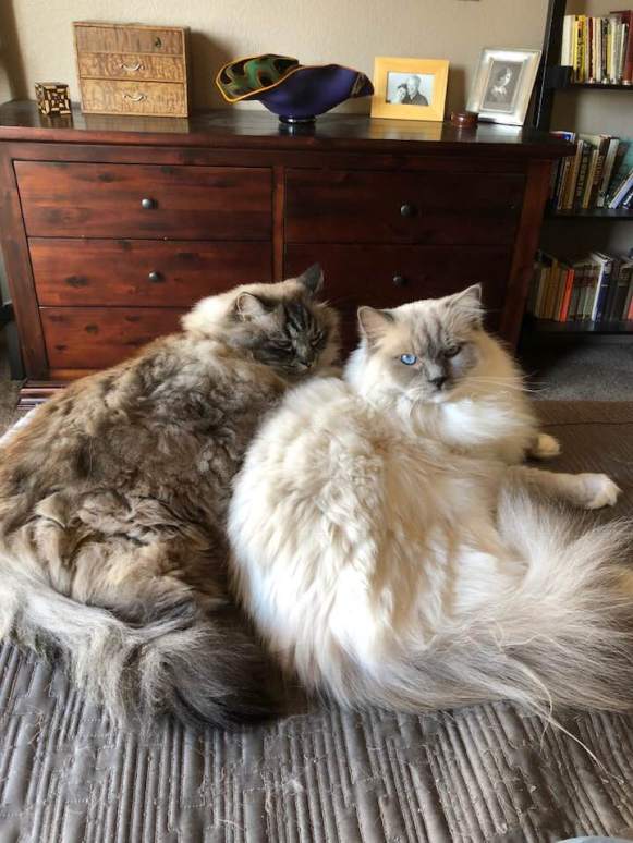 44330722_2441971975829845_6700449191384055808_n