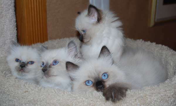 lexi-bellas-kittens-125