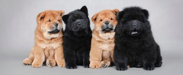four-little-chow-chow-puppies-portrait-waldek-dabrowski-e1513619234533